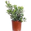 eGarden.store - Pianta vera di Alaterno - Rhamnus Alaternus | Altezza: 30 cm - Diametro vaso: 17 cm | arbusto ornamentale ideale per siepe da coltivare all'esterno