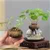 Sfdytg Eccellente Stephania Erecta, Perenne, Resistente - Giardini e Balconi, Adatta ai principianti-4bulbi-G