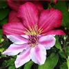 ClematisOnline Clematide Ville de Lyon & Clematis Nelly Moser (rosso e rosa) - 2 x 1,5 litri pentole, pluriennali & durature invernali | ClematisOnline