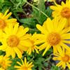 Generic arnica - varietà antiche giardino balcone resistenti 300semi