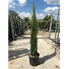 VIVAIO GARDEN FOREST Cipresso Cupressus sempervirens 'Totem' vaso Ø24 cm | Conifera colonnare mediterranea, Altezza 120-140 cm, Vivaio Garden Forest