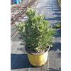VIVAIO GARDEN FOREST Margherita Gialla Euryops Pectinatus Vaso 18 cm | Arbusto Sempreverde, da Fiore