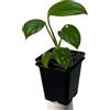 Nils der Pflanzenfreund Monstera obliqua cf pangui - pianta da interno rara | pianta rampicante per tutore in muschio e supporto | pianta da collezione esclusiva per ambienti interni