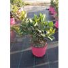 VIVAIO GARDEN FOREST Rhaphiolepis Indica Springtime Rosa Vaso 18 cm | Sempreverde, da Fiore