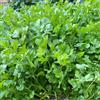 Generic coriandolo balcone interno raro esotiche giardino 1000semi