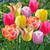 VIRIDIMANIA Bulbi di Tulipani | Bulbi provenienti dai migliori produttori Olandesi | Esclusiva selezione e controllo qualità | Fioritura garantita. (15 Bulbi di Tulipani TONI TENUI)