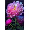 Sfdytg Eleganza Peonia, Perenne, Resistente - Giardini e Balconi, Adatta ai principianti-2bulbi-C