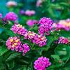 Generic lantana, lantana - d'appartamento purificatrici d'aria ufficio sempreverdi Decorazioni giardino per esterni, ornamentali per zone soleggiate 225semi