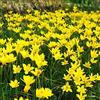 Generic zephyranthes - balcone giardino copertura terreno precoce 6Bulbi