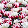 VIRIDIMANIA Bulbi di Tulipani | Bulbi provenienti dai migliori produttori Olandesi | Esclusiva selezione e controllo qualità | Fioritura garantita. (15 Bulbi di Tulipani DOPPI ROSSI E BIANCHI)