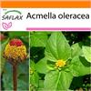 SAFLAX - Garden in the Bag - Crescione del Brasile - 500 semi - Acmella oleracea