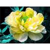 Sfdytg Eleganza Peonia, Perenne, Resistente - Giardini e Balconi, Adatta ai principianti-2bulbi-A