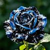 TUYIKJHS Rosa/Resistenti Perenne/Splendide decorazioni da giardino/Adatta ai principianti/Adatto per uso interno ed esterno-1Rizomi-E