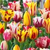 VIRIDIMANIA Bulbi di Tulipani | Bulbi provenienti dai migliori produttori Olandesi | Esclusiva selezione e controllo qualità | Fioritura garantita. (15 Bulbi di Tulipani FIREWORKS)