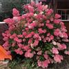 Generic ortensia paniculata, d'appartamento esotiche decorazione del soggiorno rialzata rampicanti giardino resistenti in vaso decorazioni giardino per esterni varietà 200semi