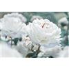 Sfdytg Eleganza Peonia, Perenne, Resistente - Giardini e Balconi, Adatta ai principianti-2bulbi-E
