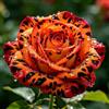 TUYIKJHS Rosa/Resistenti Perenne/Splendide decorazioni da giardino/Adatta ai principianti/Adatto per uso interno ed esterno-2Rizomi-G