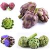 Generic carciofo rare varietà antiche di orticole giardino sostenibili 420semi