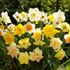 VIRIDIMANIA Bulbi dai migliori produttori Olandesi | Selezione e controllo qualità | Fioritura garantita. (50 Bulbi di Narcisi IN MISCUGLIO)
