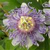 Vivaio Garden Forest Passiflora 'Cooltropics' Pianta Rampicante | Fiore della Passione, Resistente al Freddo, Per Graticci e Pergolati, Fioritura Primavera-Autunno, Da Esterno