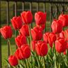 Florium Bulbi di tulipani 25 pezzi - semplici rossi, rustici e perenni | Classici fiori semplici in aprile, bulbi grandi dall'Olanda per giardino e aiuola, da piantare in autunno