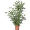 KENTIS Set Bambusa Bissetii Bambù Piante Vere H 170-200 cm Vaso Ø 24 cm | Alte Fino a 5/7 m, Pianta da Siepe da Giardino