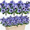 QIANYUN Fiori falsi del pensiero piccolo fiore selvatico margherita 8 pacchi di plastica sintetica fiori viola per casa matrimonio cucina giardino tavolo centrotavola decorazione interna ed esterno (viola)