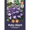 AGRONOM Tested in the garden AGRONOM | CROCHI - RUBY GIANT | Bulbi fiori perenni | Fiori Viola | Si coltivano in giardini fioriti, in vaso, piantati in prati fioriti | Confezione da 7 Bulbi fiori