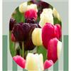 VIRIDIMANIA Bulbi di Tulipani | Bulbi provenienti dai migliori produttori Olandesi | Esclusiva selezione e controllo qualità | Fioritura garantita. (15 Bulbi di Tulipani NERI, ROSA E BIANCHI)