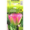 AGRONOM Tested in the garden AGRONOM | TULIPANI - GROENLAND | Bulbi Tulipani | Bulbi fiori perenni | Fiori Rosa-Verde | Sono piantati in giardini fioriti, in prati fioriti | I meravigliosi fiori | Confezione da 5 Bulbi fiori