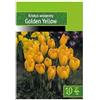 AGRONOM Tested in the garden AGRONOM | CROCHI - GOLDEN YELLOW | Bulbi fiori perenni | Fiori Giallastro | Si coltivano in giardini fioriti, in vaso, piantati in prati fioriti | Confezione da 10 Bulbi fiori