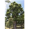 Generico 40 Semi di Pino Nero Giapponese (Pinus Thunbergii)