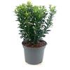 Vivaio di Castelletto Evonimo Euonymus japonicus Microphyllus pianta in vaso ø18 cm h 20/30 cm