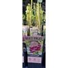 MODIPITRE 1 Pianta di mirtillo rosa su vaso cm 19 MODIPITRE