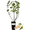P. Piantine da Orto | Ribes Bianco, Vaso da 2L, Pianta Pronta per Il Trapianto, Pianta Vera da Orto, da Balcone e da Esterno, Vivaio Italiano