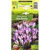 AGRONOM Tested in the garden AGRONOM | CROCHI - LILAC BEAUTY | Bulbi fiori perenni | Fiori Viola | Si coltivano in giardini fioriti, in vaso, piantati in prati fioriti | Confezione da 10 Bulbi fiori