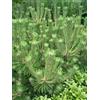 Generico 60 Semi di Pinus thunbergii (Pino Nero Giapponese) - Conifera Sempreverde Ornamentale e Resistente - Ideale per Bonsai e Giardini Zen
