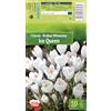 AGRONOM Tested in the garden AGRONOM | CROCUS - ICE QUEEN | Bulbi da Fiore Perenniali | Bianco Fiori | Coltivati in Giardini Fioriti, Vasi o Piantati in Prati Fioriti | Bulbi di Croco | 10 Bulbi