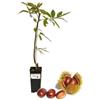 P. Piantine da Orto | Castagno da seme Bouche de Betizac, Vaso da 2L, Pianta Pronta per il Trapianto, Pianta Vera da Orto, da Balcone e da Esterno, Vivaio Italiano