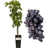 P. Piantine da Orto | Pizzutello Nero Vite da Tavola, Vaso 2 L, Pianta Pronta per Il Trapianto, Pianta Vera da Esterno, UVA da Tavola da Mangiare, Vivaio Italiano