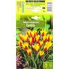AGRONOM Tested in the garden AGRONOM | TULIPANI - CYNTHIA | Bulbi da Fiore Perenniali | Bianco/Rosa Fiori| Piantati in Giardini Fioriti, in Prati Fioriti | I Meravigliosi Fiori | Bulbi di Tulipano | 5 Bulbi