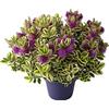 generico AMDGarden Pianta di HEBE VERONICA variegata fiore viola IN VASO 30 CM