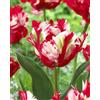 AGRONOM Tested in the garden AGRONOM | TULIPANI - ESTELLA RIJVELD | Bulbi Tulipani | Bulbi fiori perenni | Fiori Rosso-Bianco | Sono piantati in giardini fioriti, in prati fioriti | I meravigliosi fiori | Confezione da 5 Bulbi