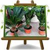EURO PLANTS VIVAI Cycas Revoluta Pianta Ornamentale Felce palma Palma nana | Ideale per interni luminosi, terrazzi e giardini - Vaso 17 cm - Altezza 30 cm