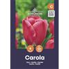 AGRONOM Tested in the garden AGRONOM | TULIPANI - CAROLA | Bulbi da Fiore Perenniali | Rosa Fiori| Piantati in Giardini Fioriti, in Prati Fioriti | I Meravigliosi Fiori | Bulbi di Tulipano | 4 Bulbi