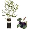 P. Piantine da Orto | Ciliegio a Cespuglio Carmine, Vaso da 2L, Pianta Pronta per il Trapianto, Pianta Vera da Orto, da Balcone e da Esterno, Vivaio Italiano