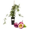 P. Piantine da Orto | Frutto della Passione - Passiflora Edulis - Maracuja, Vaso 2 L, Pianta Pronta per il Trapianto, Pianta Vera da Esterno, Frutti Esotici, Vivaio Italiano