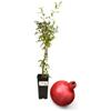 P. Piantine da Orto | Melograno Mollar (Senza Semi), Vaso da 2L, Pianta Pronta per Il Trapianto, Pianta Vera da Orto, da Balcone e da Esterno, Vivaio Italiano