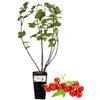P. Piantine da Orto | Ribes Rosso, Vaso da 2L, Pianta Pronta per Il Trapianto, Pianta Vera da Orto, da Balcone e da Esterno, Vivaio Italiano