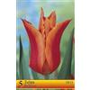 AGRONOM Tested in the garden AGRONOM | TULIPANI - BALLERINA | Bulbi Tulipani | Bulbi fiori perenni | Fiori Arancia | Sono piantati in giardini fioriti, in prati fioriti | I meravigliosi fiori | Confezione da 5 Bulbi fiori